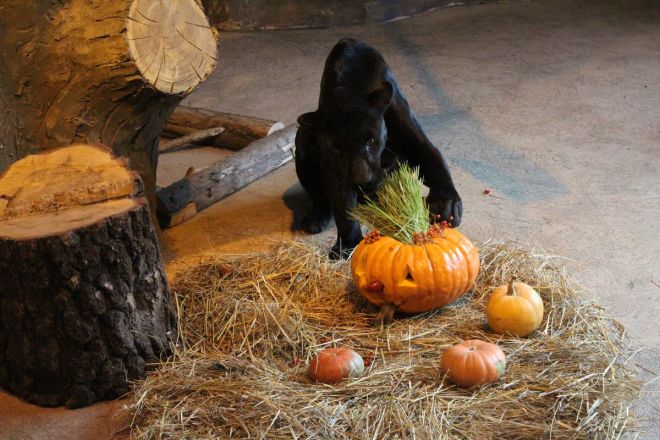 Всем по тыкве: обитатели нижегородского зоопарка отметили Хэллоуин - фото 37