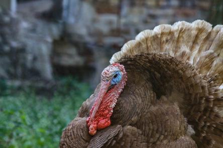 Росконтроль назвал бренды индейки с антибиотиками и сомнительной свежестью