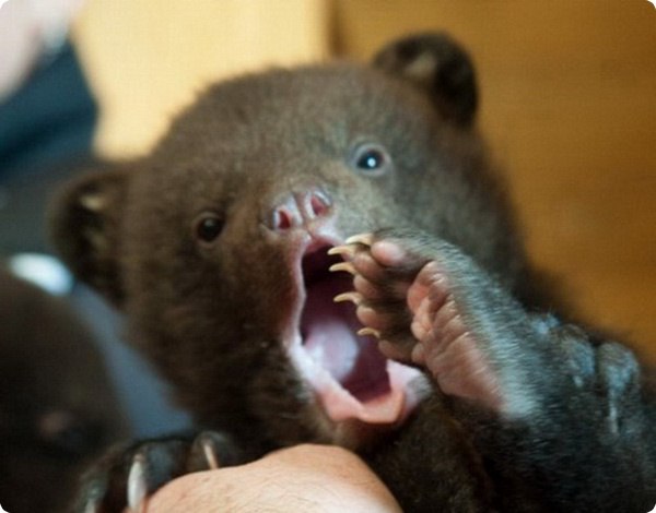 Медвежата родились в нижегородском зоопарке &laquo;Лимпопо&raquo; - фото 1