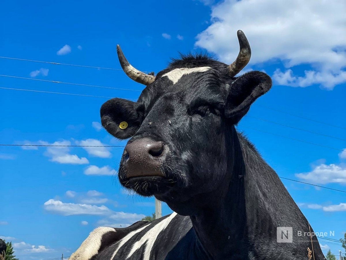 Карантин по лейкозу скота отменен в трех округах Нижегородской области - фото 1