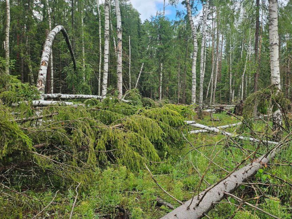 ИИ помог выявить более 400 случаев изменения леса в Нижегородской области - фото 1
