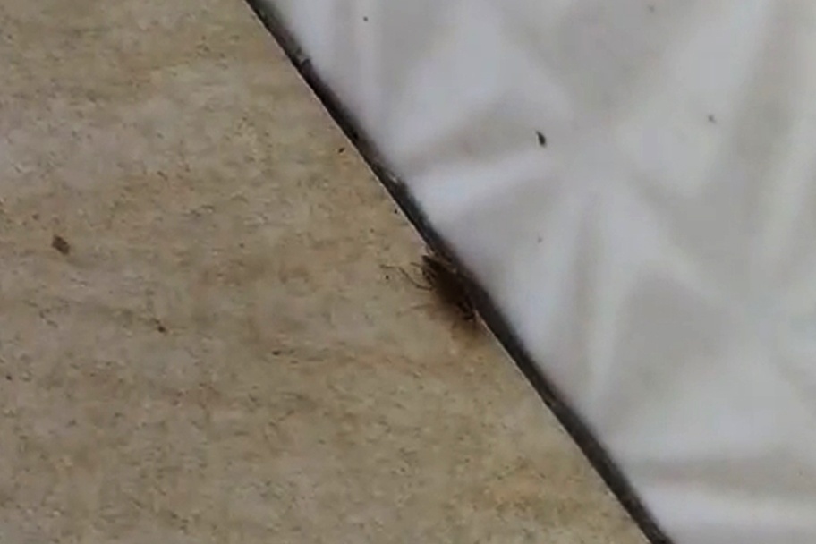 Тараканы размножаются в муниципальной бане на Автозаводе вопреки травле