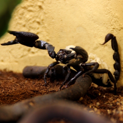 В нижегородском зоопарке скорпионы впервые дали потомство (ФОТО) - фото 1