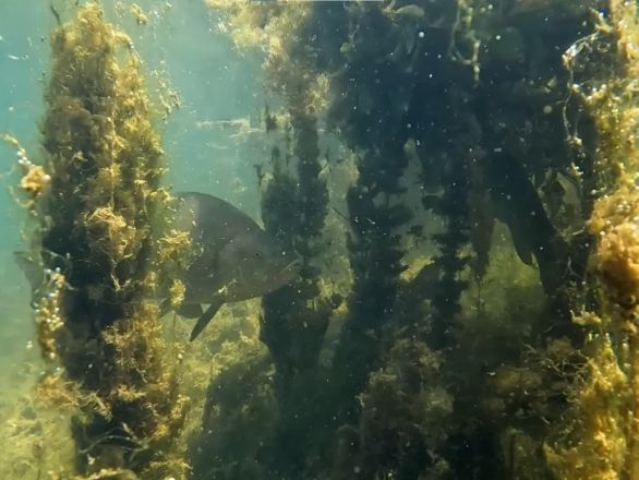 Захватывающие кадры со дна ледяного озера Ключик показали нижегородцам - фото 5