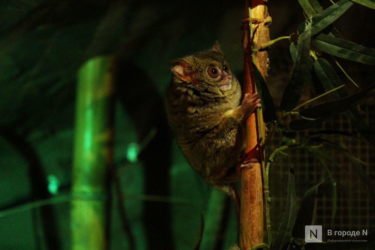 Детки в объективе: показываем милых малышей, которые родились в нижегородском зоопарке «Лимпопо» - фото 50