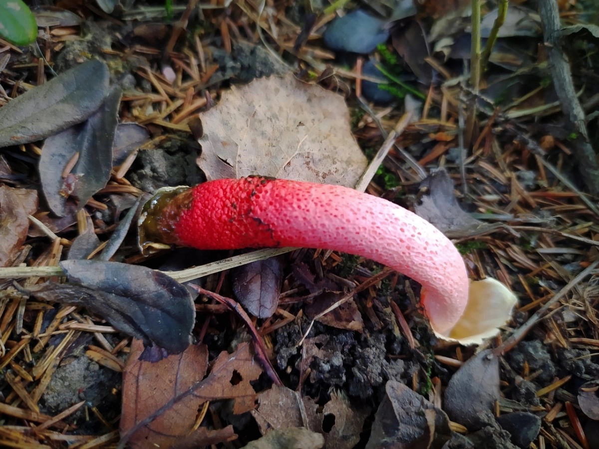 «Эротические» грибы обнаружены в лесу в Нижегородской области