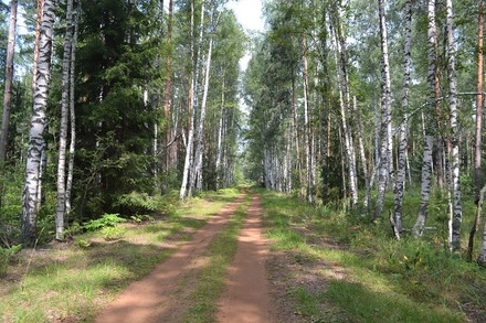 В Нижегородской области обновят парк лесопатрульных автомобилей