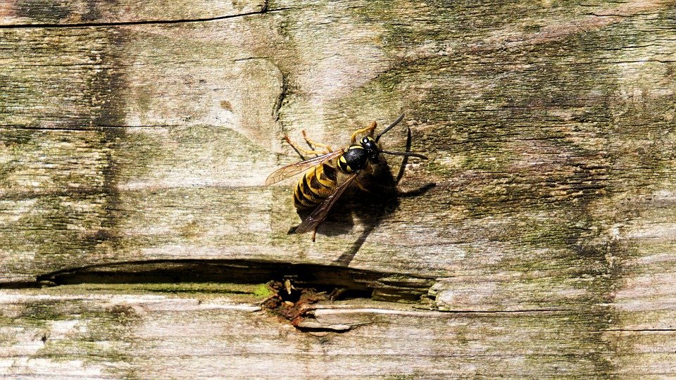 Как оказать первую помощь при укусе пчелы или осы - фото 3