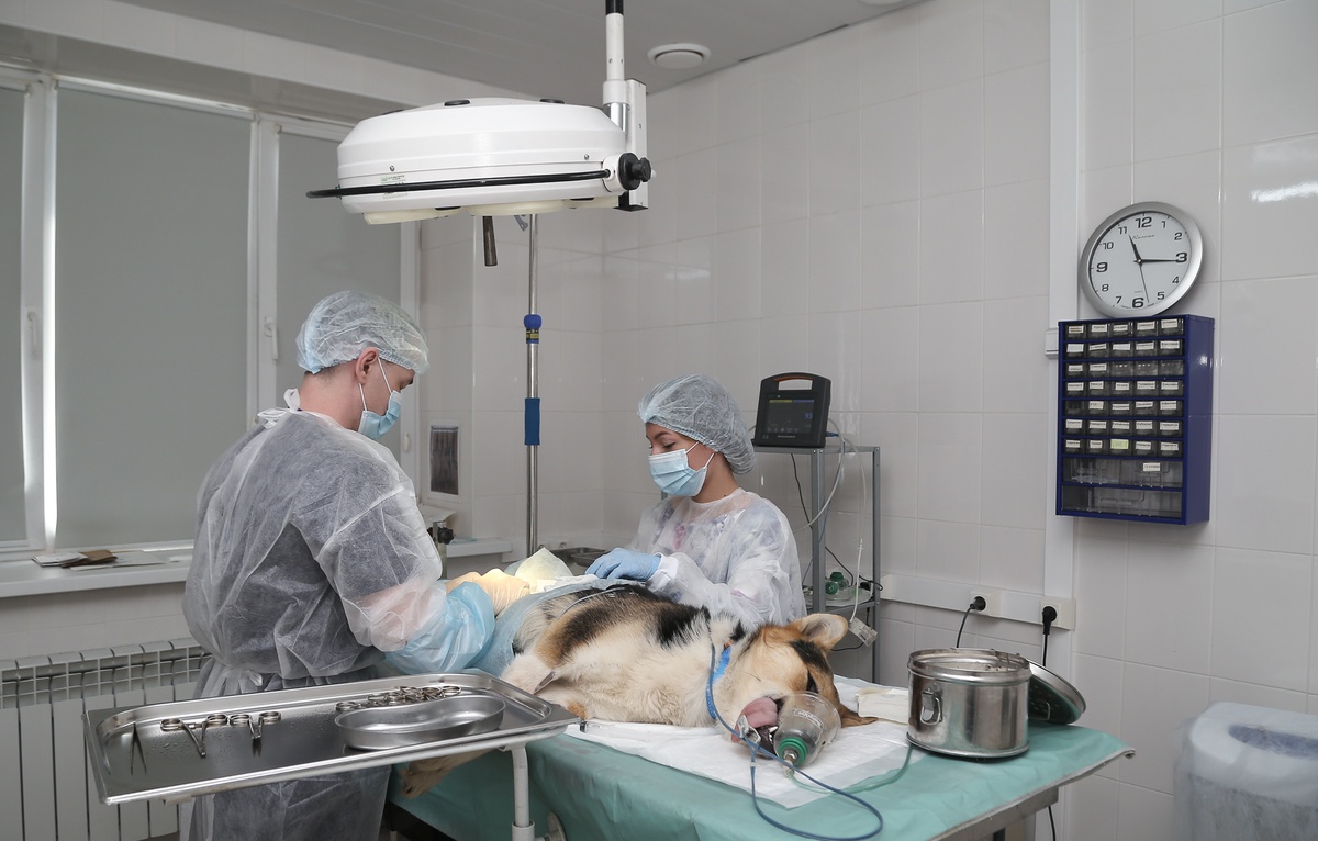 Бесплатная стерилизация животных стартует в Нижнем Новгороде - фото 1