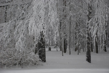 Снегопады в Нижнем Новгороде будут продолжаться всю неделю