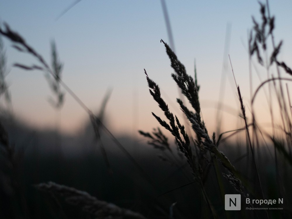 Около 2,4 тысячи тонн сомнительных семян выявили в Нижегородской области - фото 1