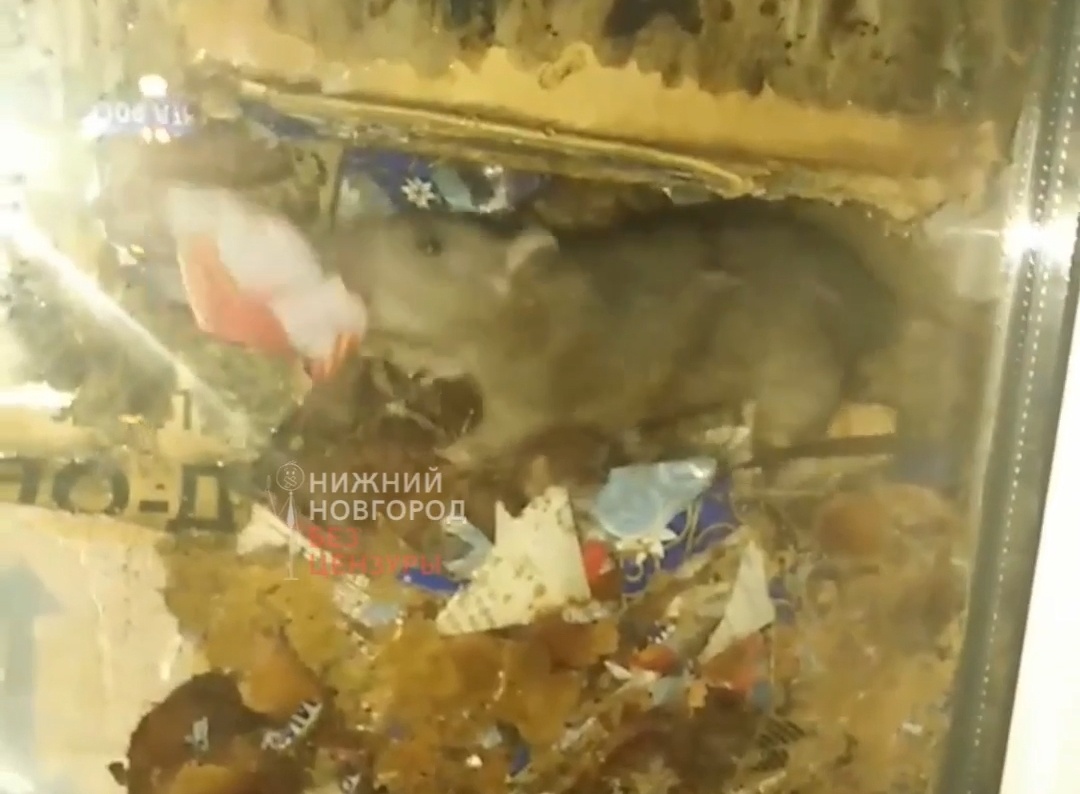 Бегающих среди посылок крыс обнаружили очевидцы в почтовом отделении в Сарове - фото 1