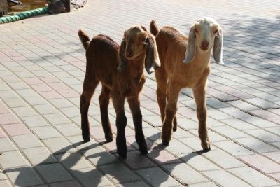 Нубийские козлята вышли на свою первую прогулку в зоопарке &laquo;Лимпопо&raquo; (ФОТО) - фото 4