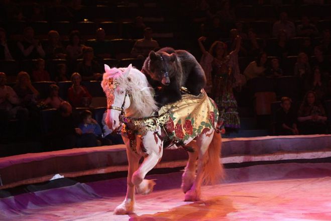 Леопарды под куполом цирка: премьера шоу &laquo;Баронеты&raquo; (ФОТО) - фото 43