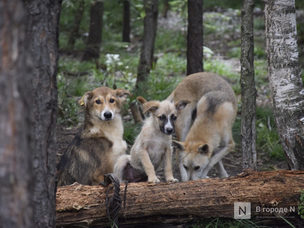 Стало известно, сколько стоят самые дорогие щенки в Нижегородской области - фото 1