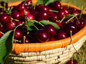 Семь хитростей для тех, кто обожает черешню