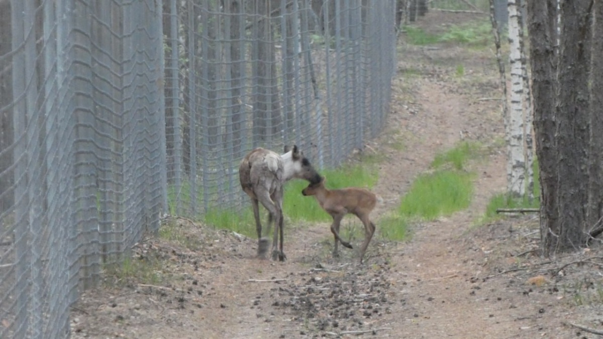 Олененок появился на свет в Керженском заповеднике - фото 1
