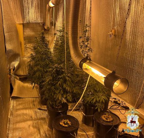 Две наркофермы и винтовку с патронами обнаружили у 41-летнего нижегородца - фото 8