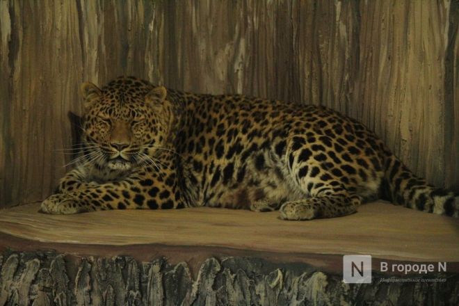 Новоселье больших кошек: уникальные вольеры появились в нижегородском зоопарке - фото 44
