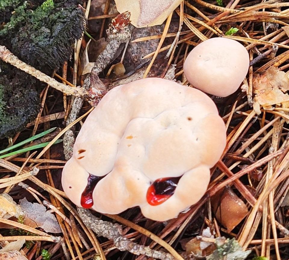 Редкий «кровоточащий» гриб обнаружили в Нижегородской области - фото 1