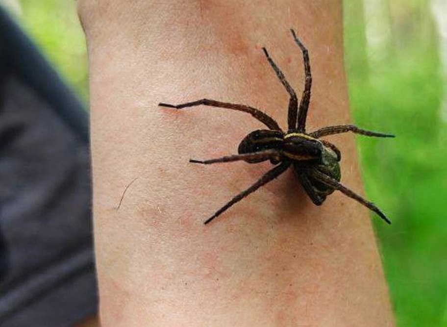 Опубликовано фото самого крупного паука в Нижегородской области - фото 1