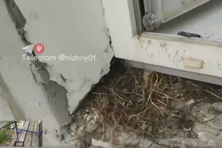 Птенцы завелись под подоконником ремонтируемого отделения полиции в Нижнем Новгороде - фото 1