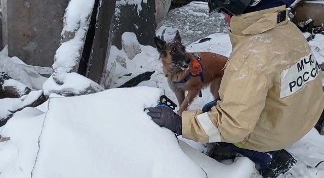Кинологи с собаками ищут пострадавших на месте взрыва на Мещере - фото 1