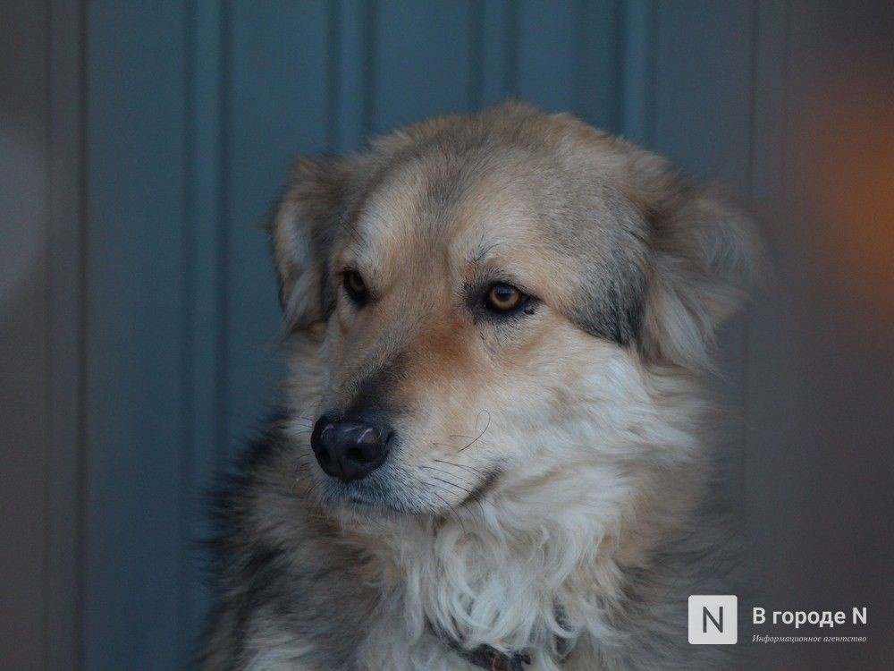 Нижегородцев могут обязать регистрировать своих собак