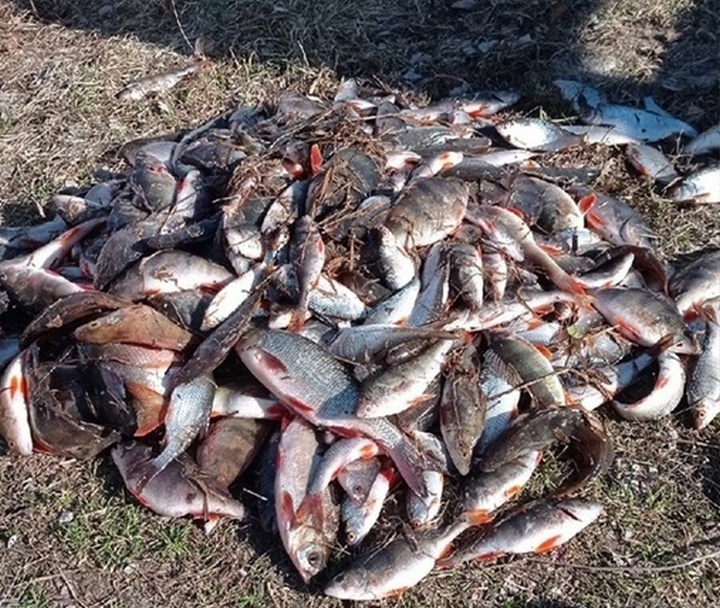 Соцсети: рыба массово гибнет в Городецком районе - фото 1