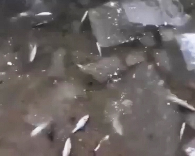 Замор рыбы случился на озере Святом в Дзержинске