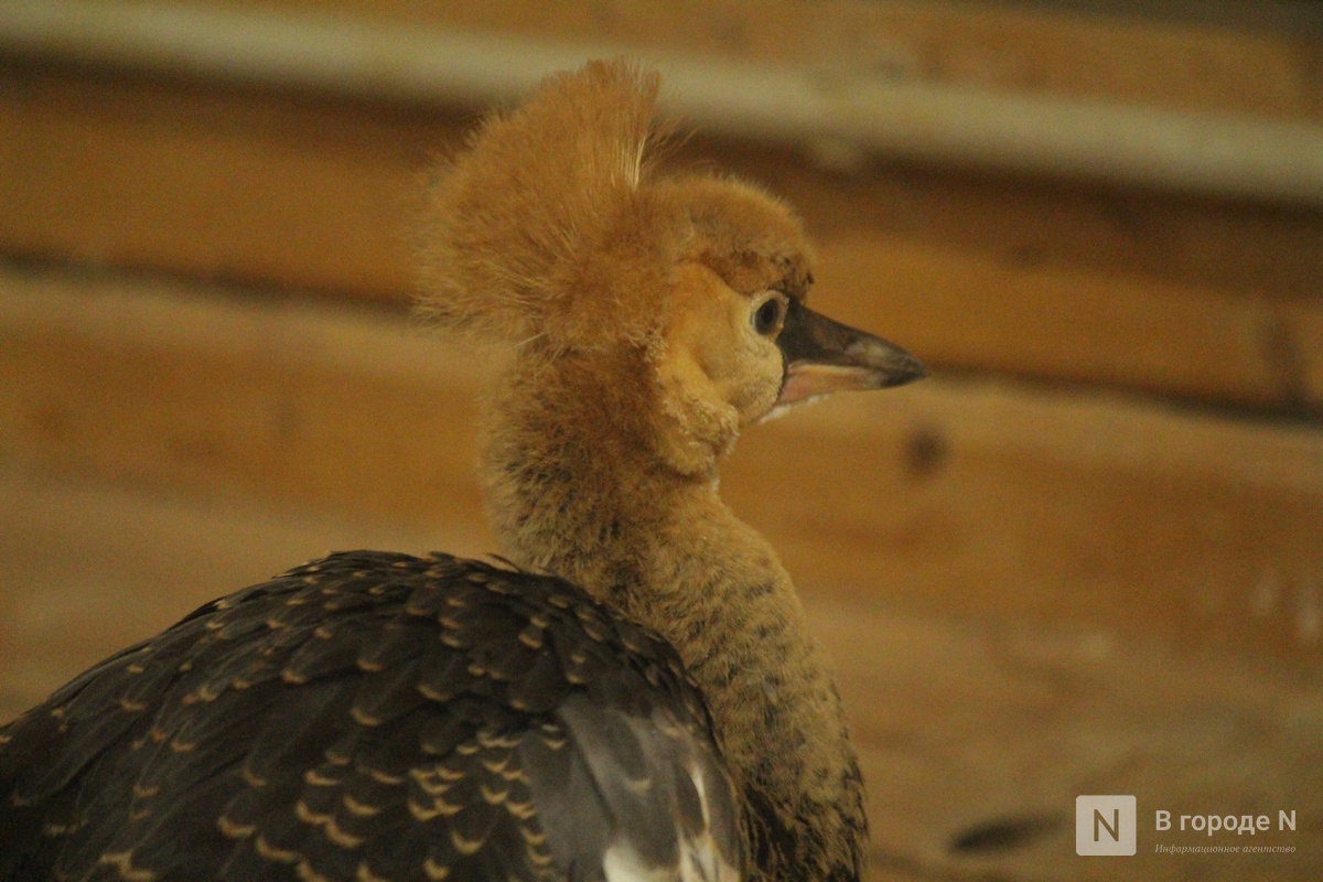 Детки в объективе: показываем милых малышей, которые родились в нижегородском зоопарке «Лимпопо» - фото 53