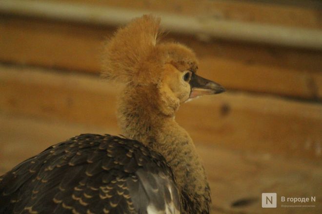 Опубликованы фото детенышей, родившихся в нижегородском &laquo;Лимпопо&raquo; - фото 6