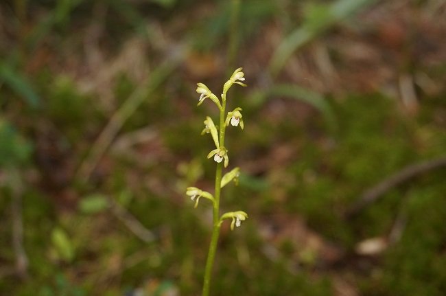 В Керженском заповеднике впервые за 20 лет увидели редкую орхидею - фото 1