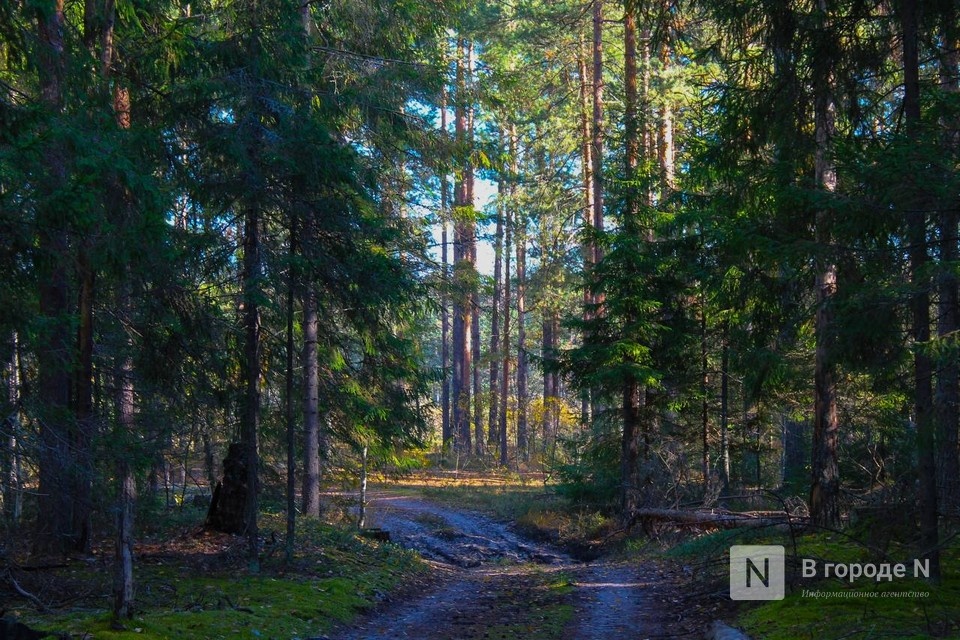 Подвижные пункты управления БПЛА появятся в нижегородских лесах