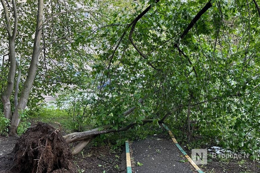 Более 30 деревьев повредили провода ЛЭП в Нижегородской области из-за грозы - фото 1