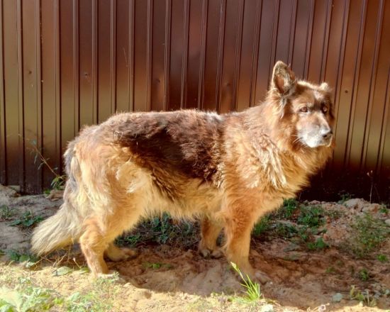 Собакам-пенсионерам из нижегородских колоний ищут новых хозяев - фото 5