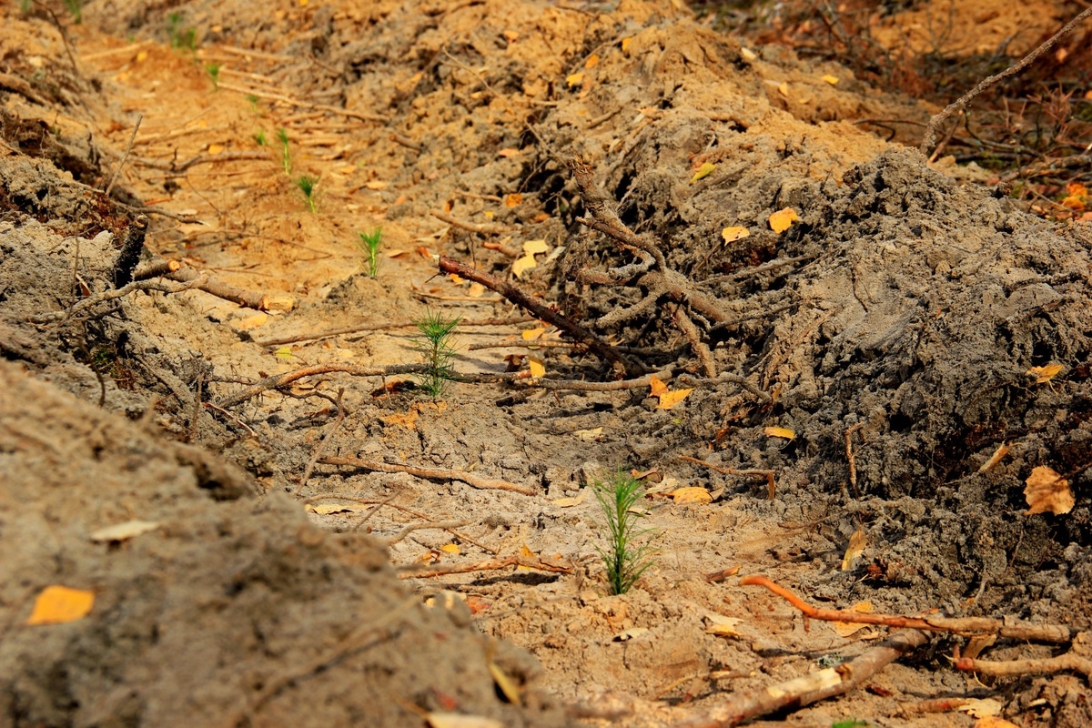 18 миллионов деревьев высадят в Нижегородской области