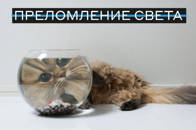 Нижегородские ученые объяснили физические явления с помощью кошек - фото 1