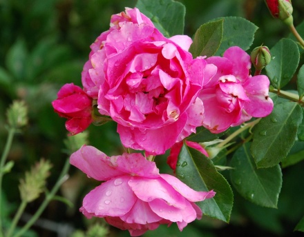 В Нижегородской области появится тепличный комплекс по выращиванию роз
