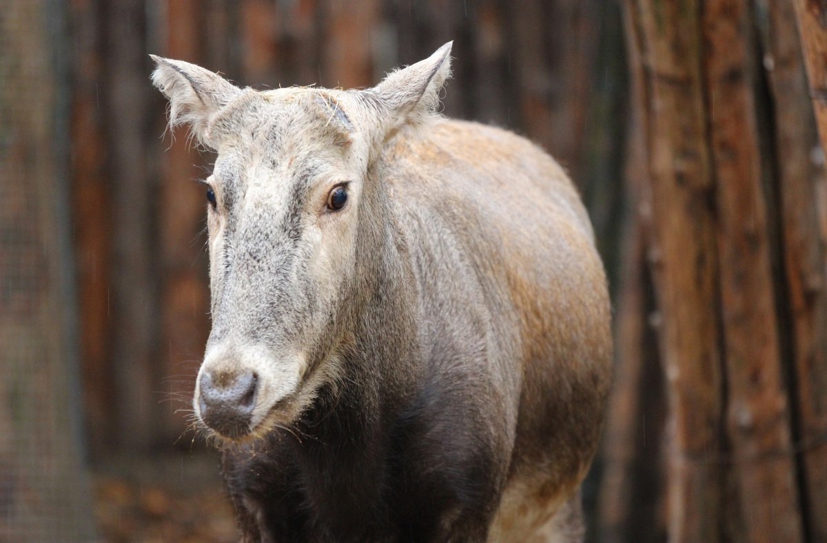 Олень Давида сбросил рога в нижегородском зоопарке  - фото 1