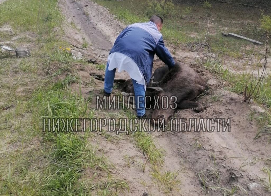 Сбитый машиной лось погиб в Нижнем Новгороде