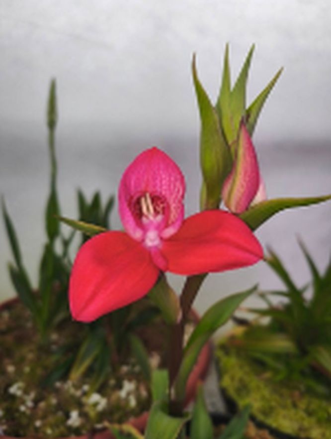 Редкая орхидея зацвела в нижегородском ботаническом саду - фото 1