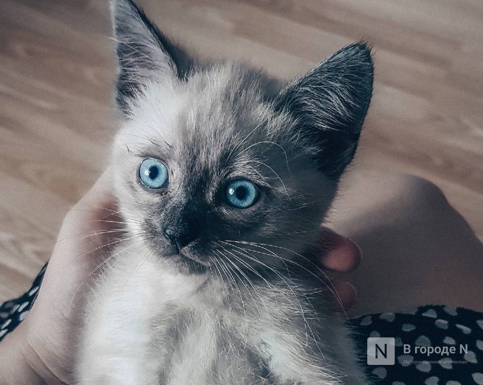 Барсик по цене &laquo;айфона&raquo;: 10 самых дорогих котов в Нижегородской области - фото 1