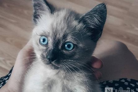 Барсик по цене айфона: 10 самых дорогих котов в Нижегородской области