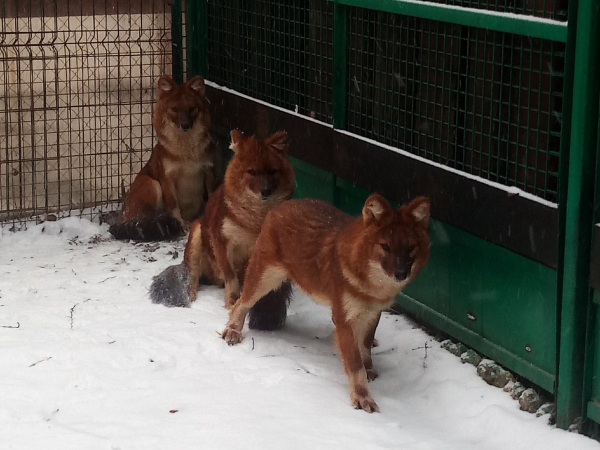 Красных волков из «Мишутки» поселили в Костроме в будку с теплым полом