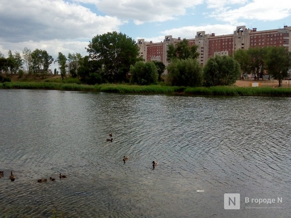 Минэкологии исследует воду в Мещерском озере после замора рыбы - фото 1