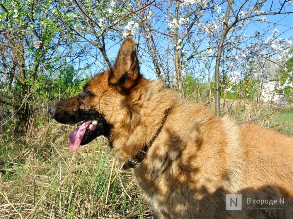 Содержание собаки обходится нижегородцам в 11 тысяч рублей ежемесячно