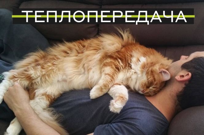 Нижегородские ученые объяснили физические явления с помощью кошек - фото 7