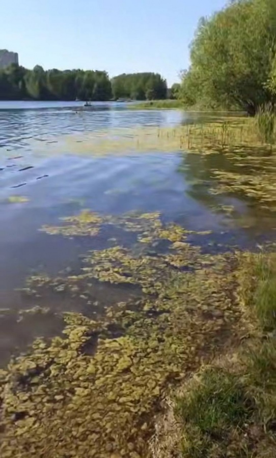 Нижегородцы жалуются на вонь и грязь в озере в Автозаводском парке - фото 1